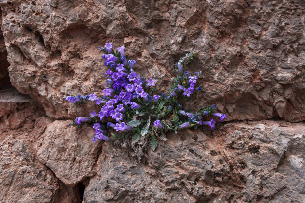A stunning display of electric blue violet flowers, a groundcover plant with vibrant purple petals creating a beautiful flowering plant scene