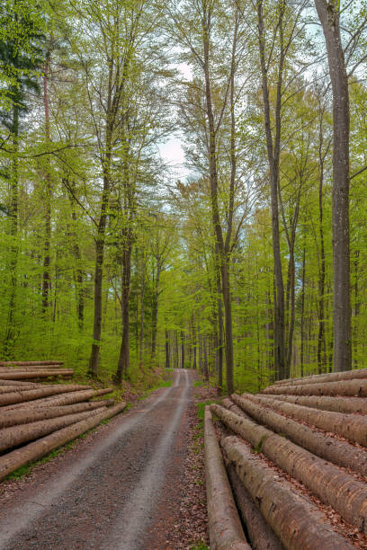 A plant community grows along the dirt road in the forest, with logs scattered among the trees and grass. The natural landscape is filled with twigs and trunks
