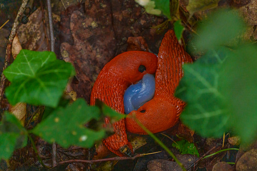 A red slug carrying a blue egg in its mouth crawls on the ground among plants, leaves, and soil in a natural landscape