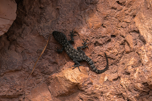 A brown lizard, a terrestrial animal, is perched on a bedrock in the soil. This reptile, part of the wildlife landscape, blends in with its wood surroundings
