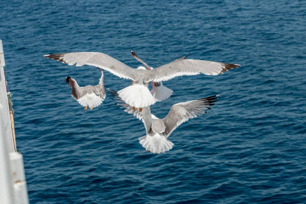 Seagull in flight over the sea in Greece.