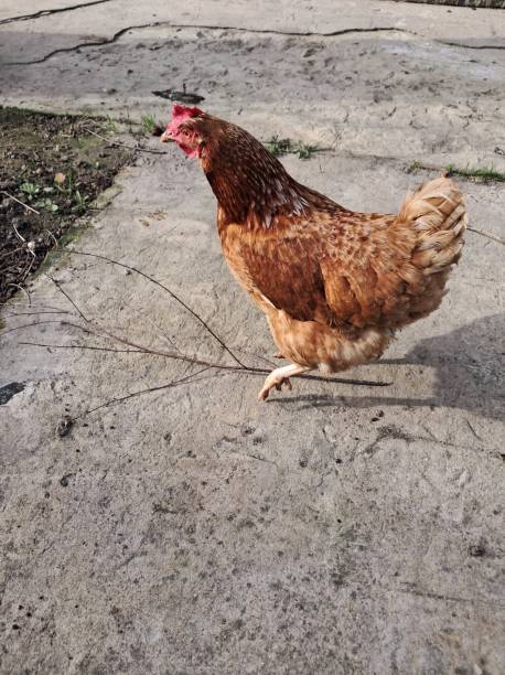 istock A chicken in a rural house walks and eats 2148475747