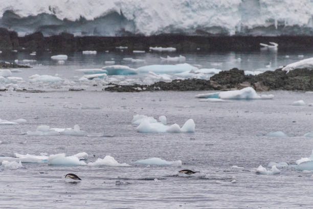 istock Adelie Penguins in Antarctica 2148476101