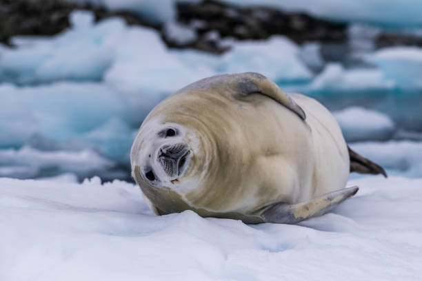 istock Crabeater Seal resting on a sheet of ice 2148476115