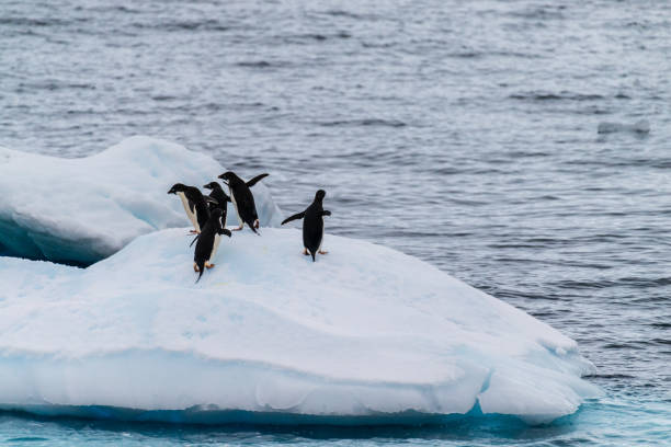 istock Adelie Penguins in Antarctica 2148476116