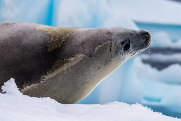 istock Crabeater Seal resting on a sheet of ice 2148476121