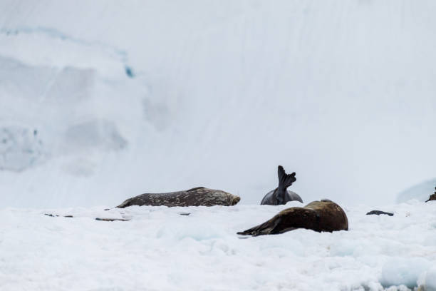 istock Weddell Seal resting on ice 2148476126