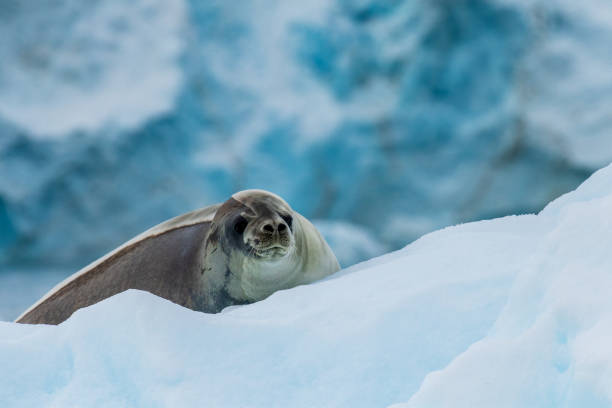 istock Close-up of a Weddell seal 2148476127
