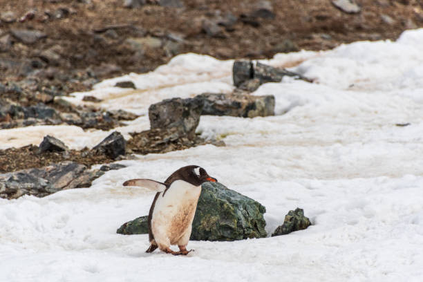 istock Gentoo colony at Danco Island 2148476133