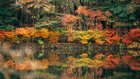 The image captivates with a serene autumn forest vista, painting a tapestry of nature's transformations. In the foreground, a placid lake mirrors the vibrant hues of the surrounding trees, casting deep green and orange reflections. The trees, donning their autumn finery in shades of red, yellow, and orange, stand as silent witnesses to the changing season. Beyond, the emerald greens of pine trees and other foliage contrast beautifully with the foreground, creating a vibrant palette. A veil of mist hovering over the scene adds a touch of mystery, inviting the viewer into this enchanting world. Absent of human figures and textual elements, the image whispers a story of nature's serenity and beauty, begging to be explored.