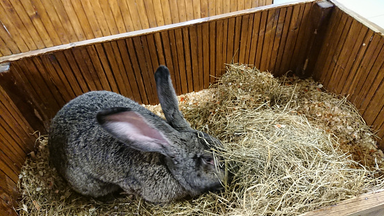 A large grey rabbit forages with keen interest among the straw of its spacious wooden hutch.