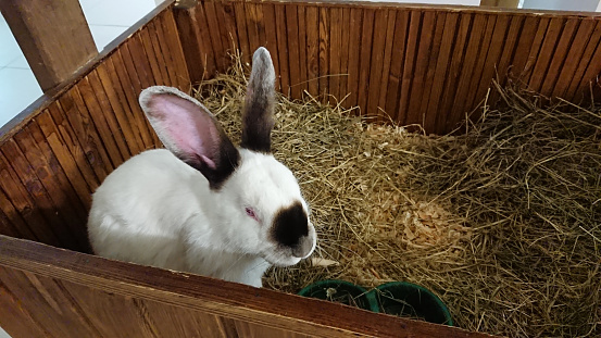 A checkered rabbit with distinctive markings sits attentively in a straw-filled wooden hutch.