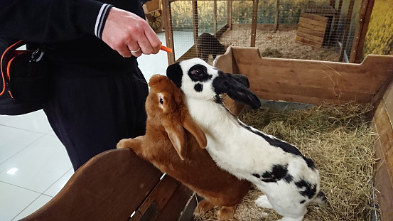 Two affectionate rabbits, one checkered and one brown, receive a carrot from a human hand in their hutch.