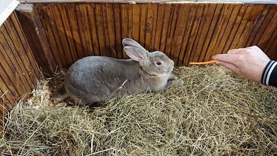 A serene grey rabbit with soft fur rests peacefully in its straw-filled wooden hutch.