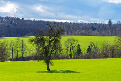 A solitary tree stands tall in a grassy field with a backdrop of lush trees against a clear sky, creating a serene natural landscape perfect for people to connect with nature