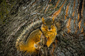 fox-squirrel.jpg?b=1&s=170x170&k=20&c=wg7iT6nlknMdYHlxuZQ0MDSxC1ItNkKtG3lDtPo0RG0=
