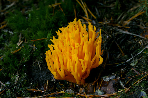 A yellow coral fungus, resembling a terrestrial plant, emerges from the ground in a natural landscape. This unique fungus adds to the diverse wildlife and plant species in the area