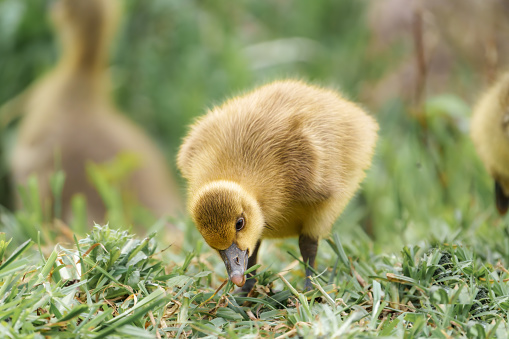 A young duck is using its beak to search for food on the grass. Ducks, geese, and swans are terrestrial waterfowl commonly found in natural grassland and water landscapes