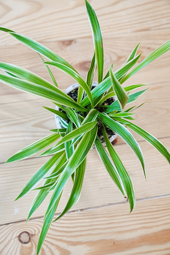 Chlorophytum in a white pot on a wooden background. houseplant. Flowers in the interior. Flower shop.