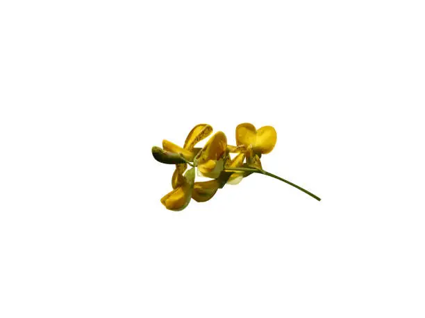 Sesbania sesban flower and pod are edible and used for the treatment of headache, in fever etc.