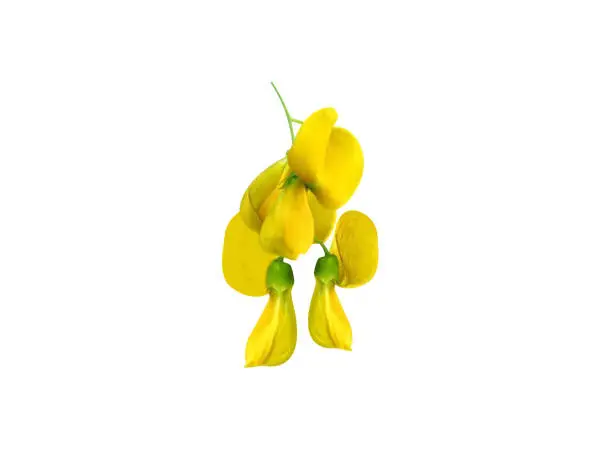Sesbania sesban flower and pod are edible and used for the treatment of headache, in fever etc.