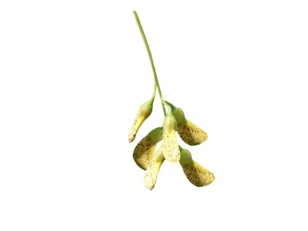 Sesbania sesban flower and pod are edible and used for the treatment of headache, in fever etc.