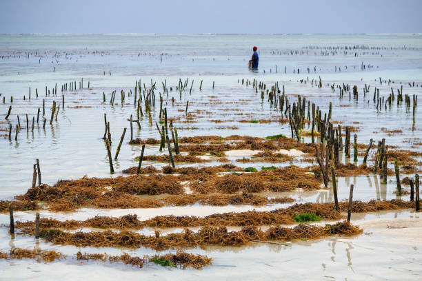 istock Jambiani, Zanzibar, algae cultivation - warm ocean, sandy bottom, and large differences in tides, perfect conditions for algae cultivation 2148477282