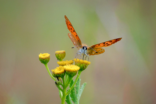 Orange butterfly sitting on a flower.