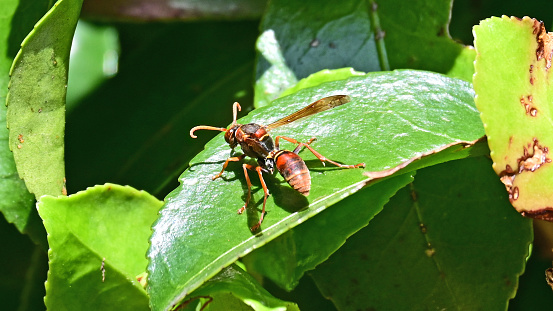 Small orange wasp on a green leaf