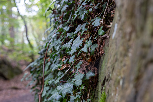 Ivy growing on a stone wall in the forest. Natural background