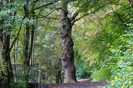 A tree in the forest with a footbridge in the background.