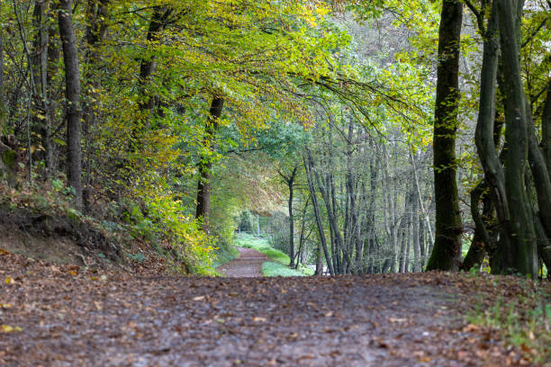 istock Path in the autumn forest with fallen leaves and trees in the background 2148477584