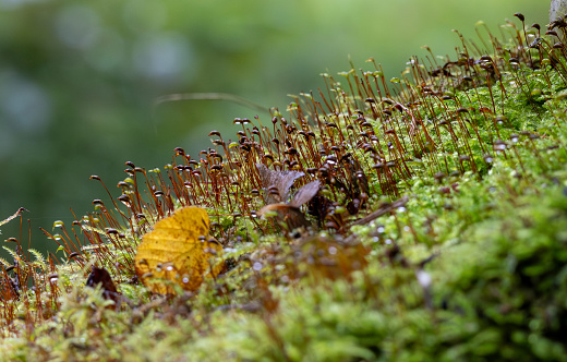 Moss and leaves on the ground in the forest. Selective focus