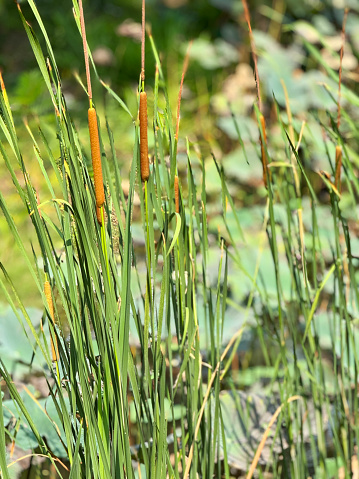 Stock photo showing close-up view of some brown flower heads on a clump of bulrushes, growing at the edge of a natural lake.