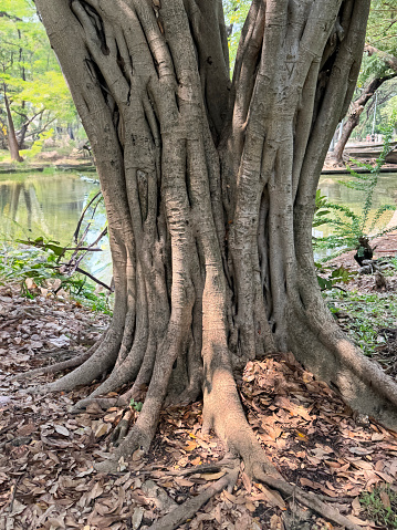 Stock photo showing Indian ficus growing on the bank of a large pond in public area. The large ancient Ficus benghalensis tree trunk with thick, woody roots and aerial roots growing downwards is considered as a religious tree of pray. The Banyan is the national tree of India.