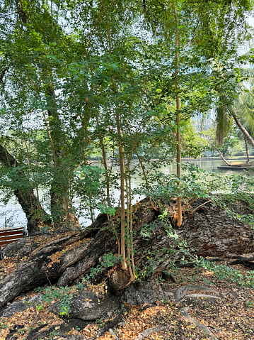 Stock photo showing uprooted Indian ficus tree on the bank of a large pond in public area. Although the large ancient Ficus benghalensis tree trunk has suffered storm damage, new branch growth is forming new tree trunks that are growing vertically.\nConsidered as a religious tree of pray, the Banyan is the national tree of India.