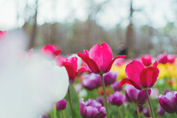 Beautiful tulips blooming in the forest park