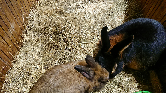 A pair of rabbits, one black and one brown, share a tender moment in their cozy straw-filled hutch.