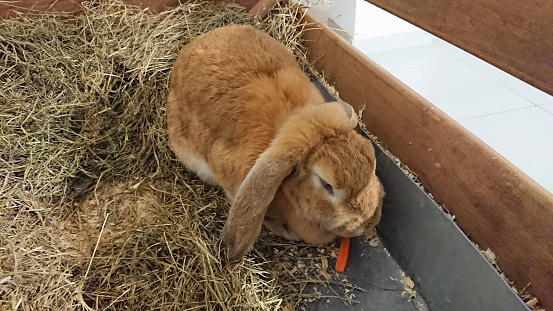 A brown lop-eared rabbit enjoys a crunchy carrot in the comfortable setting of its straw-filled hutch.