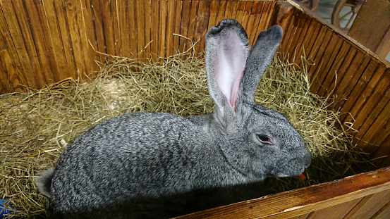 A majestic grey rabbit enjoys a crunchy carrot amidst the comfort of a straw bed in its wooden hutch.