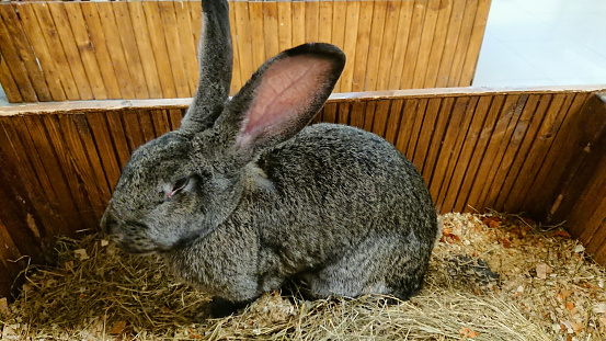 A stately grey rabbit with tall ears stands alert in the straw bedding of its spacious wooden hutch.