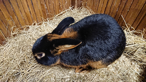 A black and tan rabbit with a small piece of carrot on its fur sits comfortably amidst the straw of its hutch.