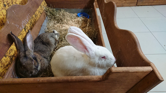 A white rabbit with tall ears shares its straw-filled hutch with a relaxed grey companion, both enjoying their peaceful environment.