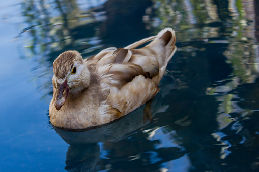 a cute mallard duck in water at the park