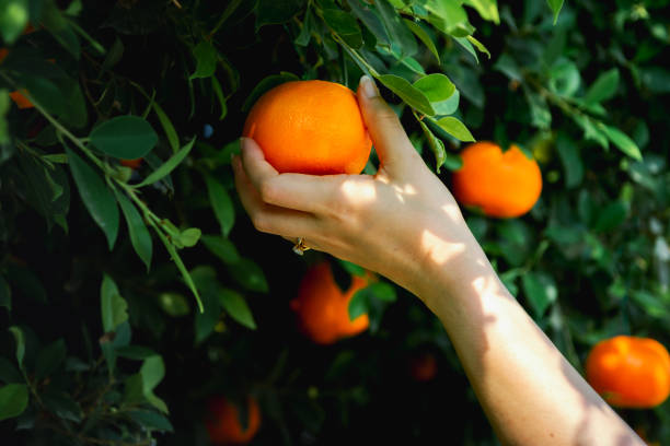 istock Gardener Oranges fresh in mandarin orange plantation 2148480071