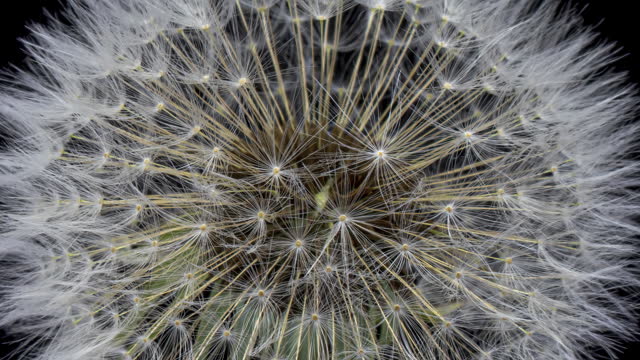 Dandelion sead head opening time lapse. Close up