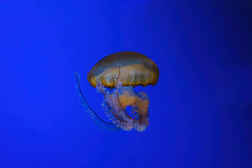 Pacific sea nettle, Orange jellyfish or Chrysaora fuscescens swimming in blue water of aquarium tank. Aquatic organism, animal, undersea life, biodiversity