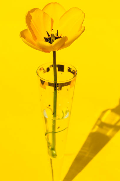 yellow tulip in a vase on yellow background