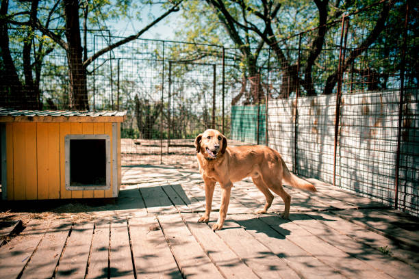 Dog standing in back yard and looking away through open wooden gate, back view