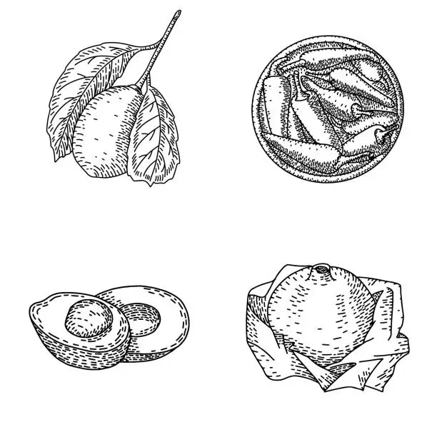 Vector illustration of Retro engraved drawings of fruits and vegetables